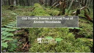 Old Growth Forests: A Tour of Ancient Woodlands