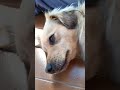 canal das raças primeiro vídeo