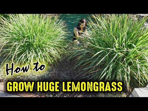 Video: Sađenje pored limunske trave: prikladni pratioci limunske trave u vrtu