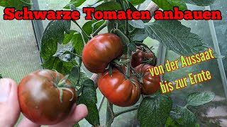 Schwarze Tomaten anbauen: Von der Aussaat bis zur Ernte - Alles zum Tomatenanbau