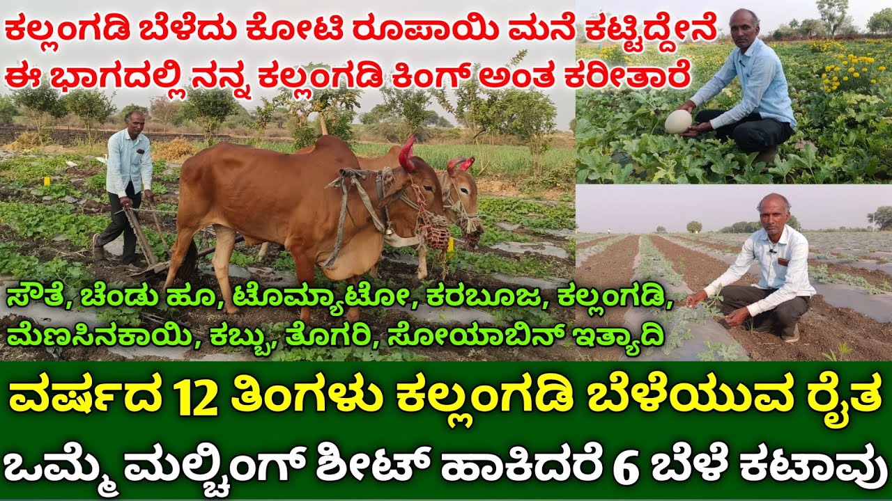 ವರ್ಷದ 12 ತಿಂಗಳು ಕಲ್ಲಂಗಡಿ ಬೆಳೆಯುವ ರೈತ | ಒಮ್ಮೆ ಮಲ್ಚಿಂಗ್ ಶೀಟ್ ಹಾಕಿ 6 ಬೆಳೆ ಕಟಾವು | farming in kannada