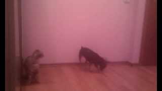 Котэ и Пёс Котэ и Пёс