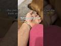 🥺😂#dogshorts #motivation #trending #foryou #song #viralvdo #hindivlog #chaotickid #doglove