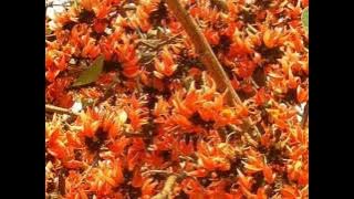 Rabindra Sangeet - Indira Bandyopadhyay