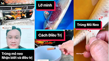 Cách Nhận Biết Cá Bị Trùng Mỏ Neo và Cách Điều Trị Hiệu Quả Cao | Nhân Vlog 1989.