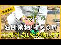 【トマト栽培】植え付けで差がつく！農薬を使わずに育てるコツ【有機農家直伝！無農薬で育てる家庭菜園】　26/4/30