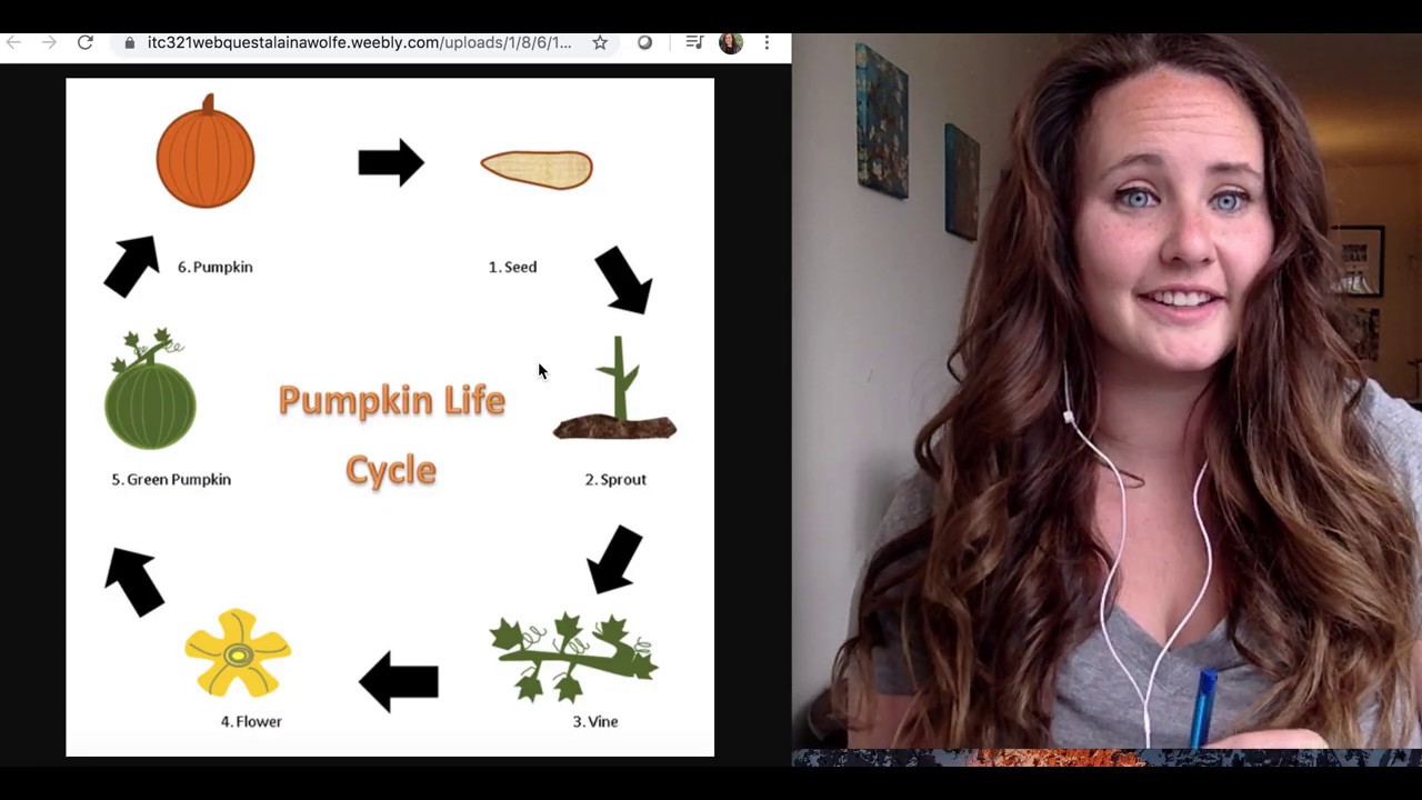 Pumpkin Life Cycle and Plant Needs YouTube