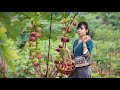 Sweet Figs fruit harvest to a magnificent Dessert &amp; Chicken Soup with Figs把香甜的無花果，做成甜品和雞湯｜Lizhangliu