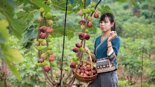 Sweet Figs fruit harvest to a magnificent Dessert & Chicken Soup with Figs把香甜的無花果做成甜品和雞湯Lizhangliu