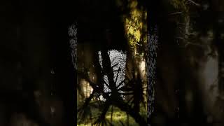 Treebeard's house - What did it look like? #lordoftherings #tolkien #ents #middleearth