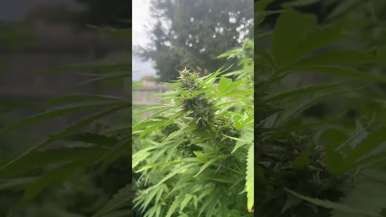 Redline Genetics Wedding Cake Tangie