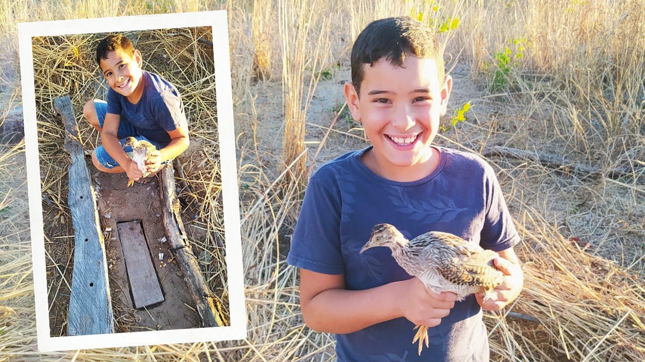 PEGUEI CODORNA NO FOJO. MELHOR ARMADILHA PRA PEGAR CODORNA, PERDIZ, LAMBÚ E PREÁ.