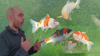 Dazzle Koi Water Quality Update (Tempest & Green Water) Dazzle Koi Water Quality Update (Tempest & Green Water)