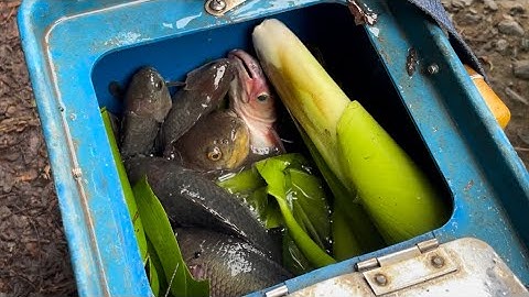 Tập 350 - Mưa Bão Mà Hai Anh Em Vẫn Trúng Cá Giưt Đã Tay | Câu Cá Rô Đồng | miền quê Tiền Giang