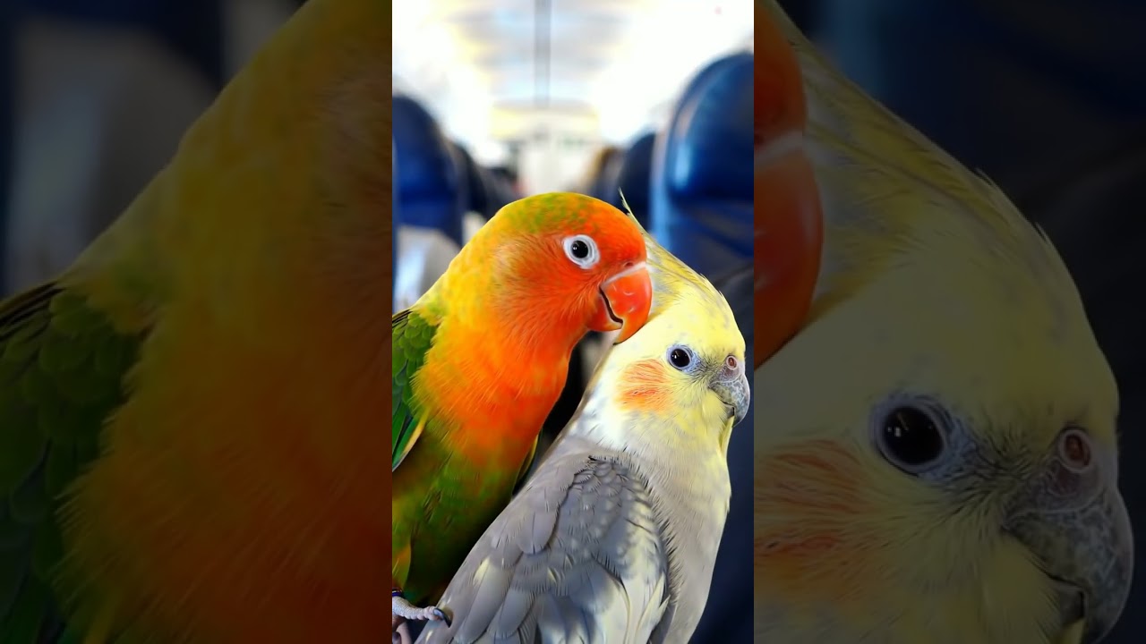 Going on Honeymoon 🥰🥰🥰 #song#bollywood#love#music #birds#talkingparot#viral #viralvideo #highlights