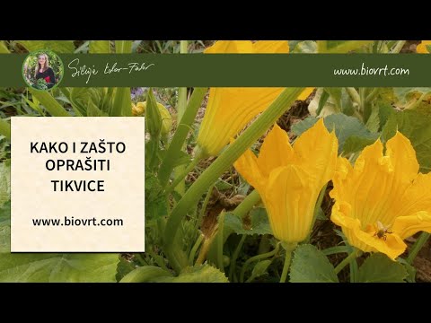 Video: Po čemu Se Tikvice Razlikuju Od Tikvica? Vizualna Razlika, Razlike U Sastavu. Što Je Bolje I Ukusnije? Kako Razlikovati Tikvice Od Običnih Tikvica Po Okusu?