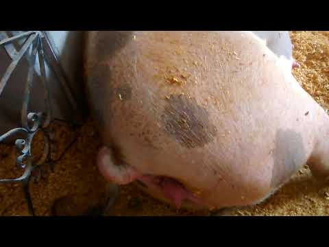 Vídeo: Quanto tempo tem seu feto de porco?