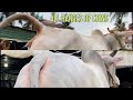 08042024  all ranges of cows available at yasir dairy farm  kolkata cow 2024