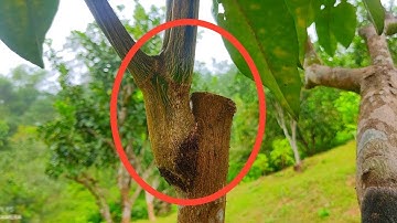 Cách ghép bưởi cải tạo đạt hiệu quả cao nhất cho người mới tập ghép, ghép bưởi ruby thái lan