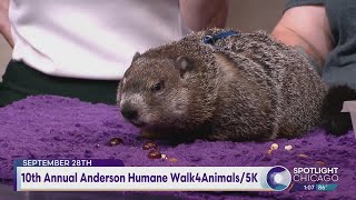 10th Annual Anderson Humane Walk4Animals/5K