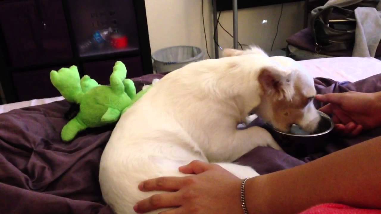 Daisy with low blood sugar YouTube