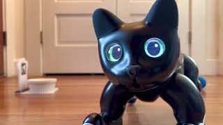 MarsCat Robotic Cat Autonomy