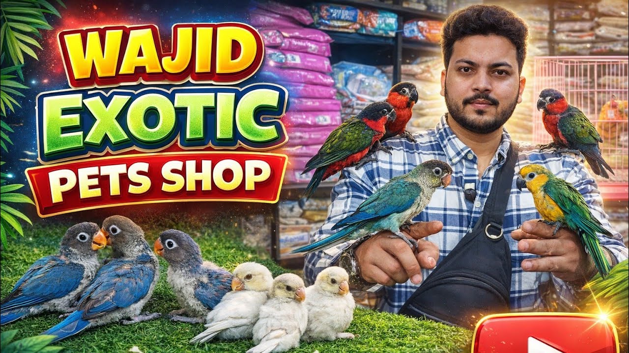 Christmas 🎄 Birds collection starting Only ₹999 Tamed birds 