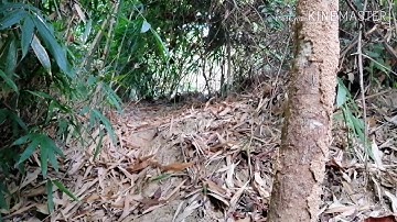 Dib​ qaib​ qub 2020