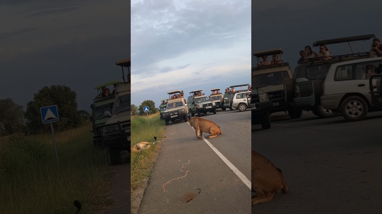 Lion King Road Block in Kazinga National Park, UGANDA🇺🇬