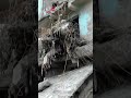تضاؤل الآمال في العثور على ناجين بعد أسبوع على فيضان نيبال المدمر.