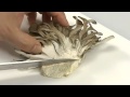 きのこの扱い方【料理の基本:野菜の下ごしらえ】
