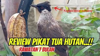 REVIEW PIKAT KUTILANG TUA HUTAN