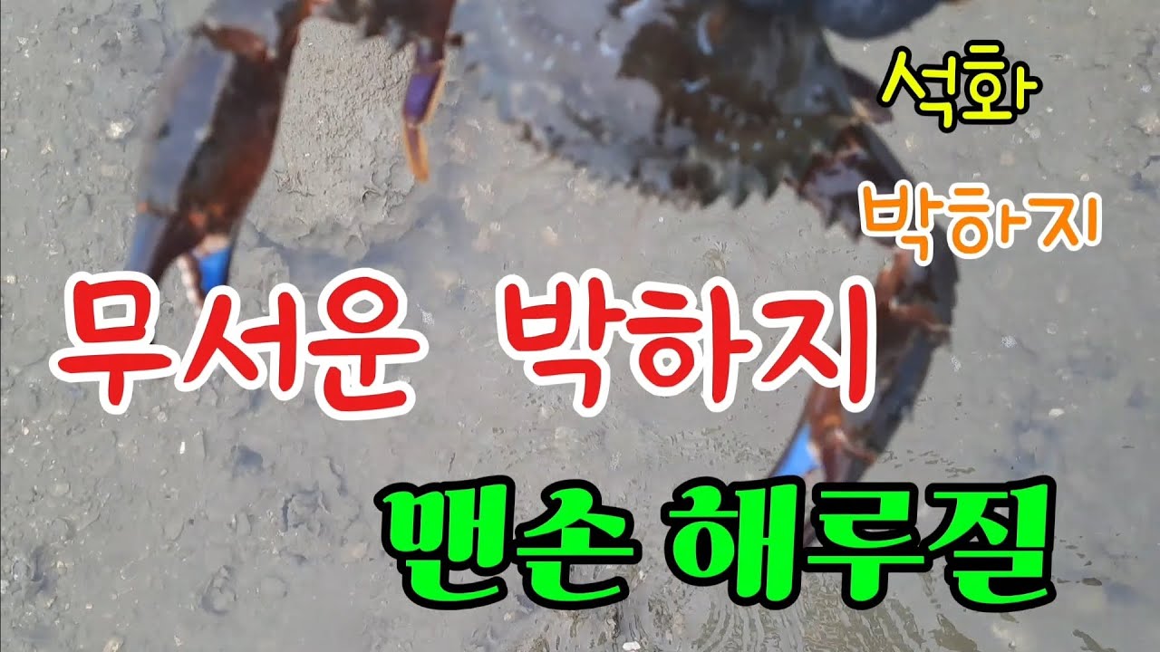 무서운 박하지 맨손 해루질