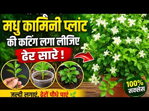 मानसून में मधु कामिनी 🪴की कटिंग कैसे लगाएँ?| 100% सफल तरीका | खुशबूदार फूलों वाला पौधा#krishnagarden