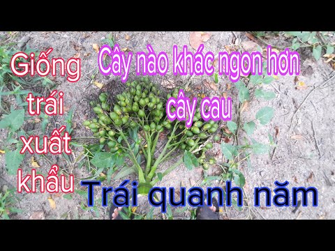 Cau trái chuẩn