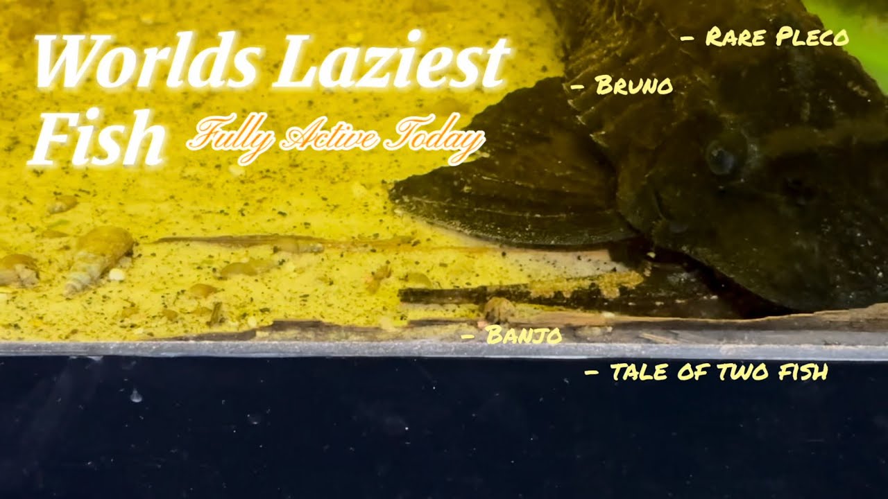 Worlds Laziest Fish! New Series? 