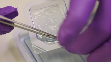 Striate+ Collagen Scaffold Handling