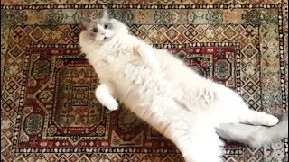 Ragdoll Merlin wakes up meowing
