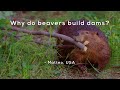 Why do beavers build dams?