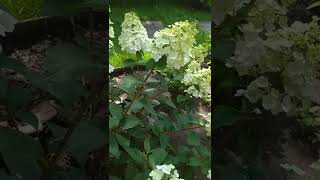 Гортензия Самарская Лидия Набирает Цвет #Гортензия #Цветы #Дача #Flower #Flowering #Garden #Gardens