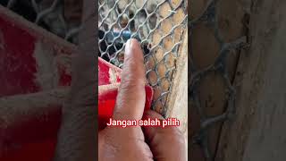 slat lantai kandang puyuh