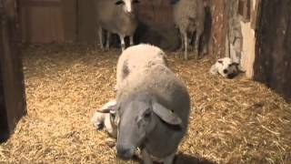 Pessebre Vivent de Sant Adrià