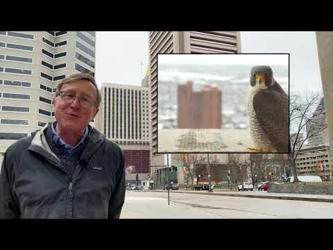 Five Minute Histories: The Peregrine Falcons at the Transamerica