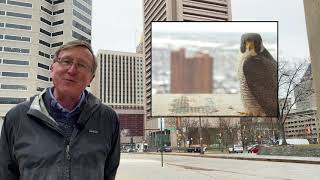 Five Minute Histories: The Peregrine Falcons at the Transamerica Building