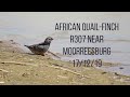 African Quail-Finch, Moorressburg, South Africa 17/12/19