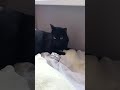 CAT ATTACK - Erblicket die Töchter des Firmaments