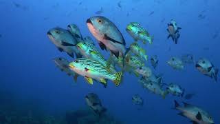 Raja Ampat 2018