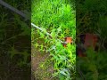 lawn mower that is safe for its main plants #shorts