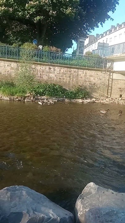 Все пары канадских гусей в одном видео. 🦢🦢⚔️🦢🦢⚔️🦢🦢 - YouTube
