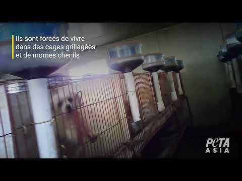 Une nouvelle enquête révèle le cauchemar des usines à chiots